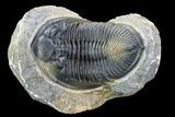 Zlichovaspis Trilobite - Top Quality Specimen #107613-2